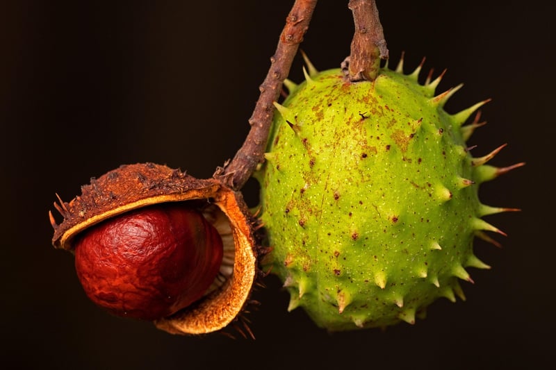 Fruits Image